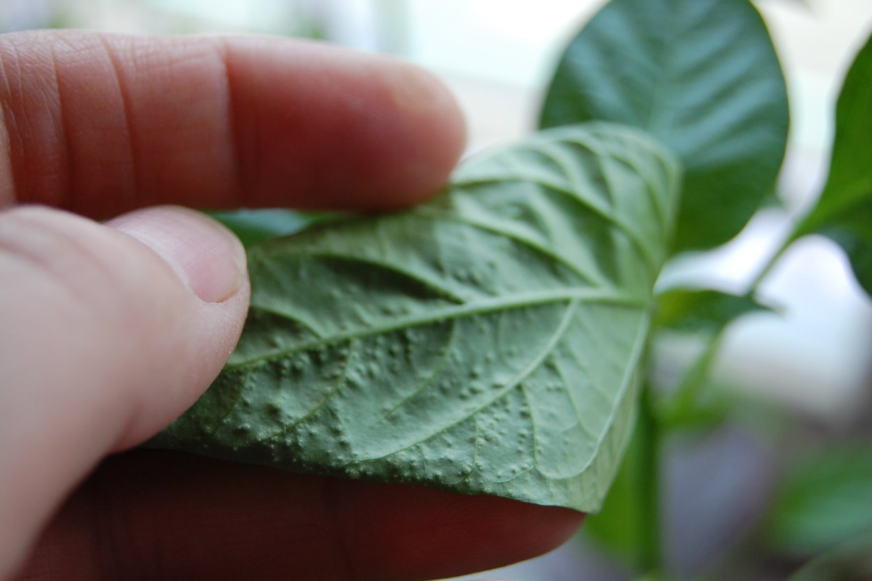 Оэдема листьев