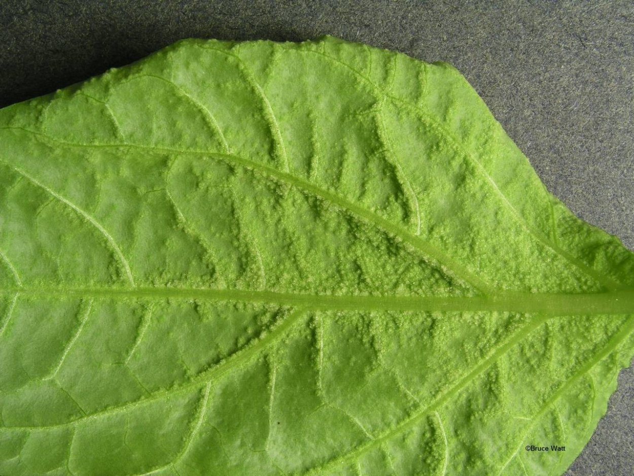 Оэдема листьев перцев