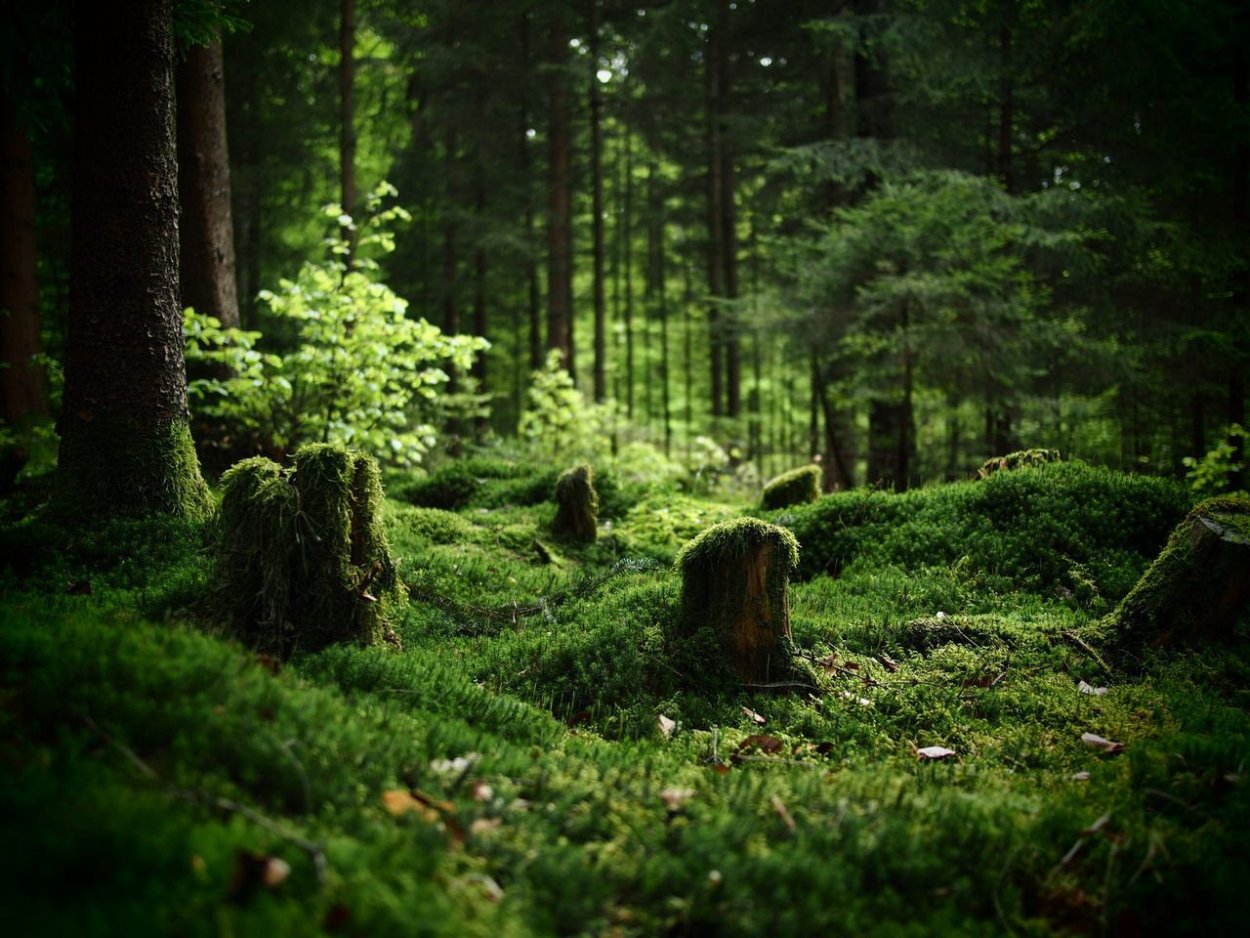 Taiga Forest Flooring