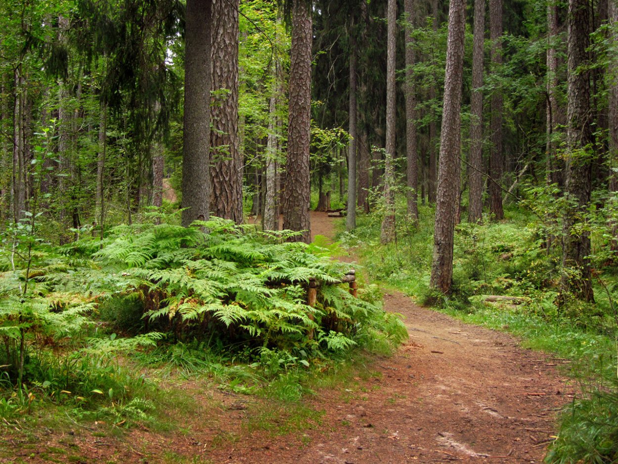 Природный заказник «Линдуловская роща»