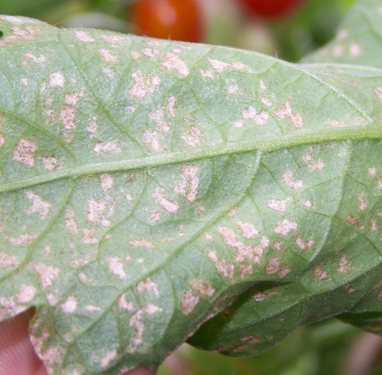 Лист с прожилками