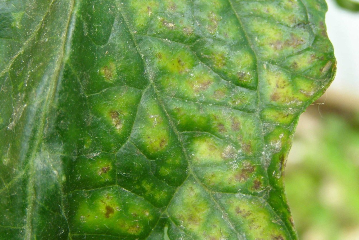 Оэдема листьев