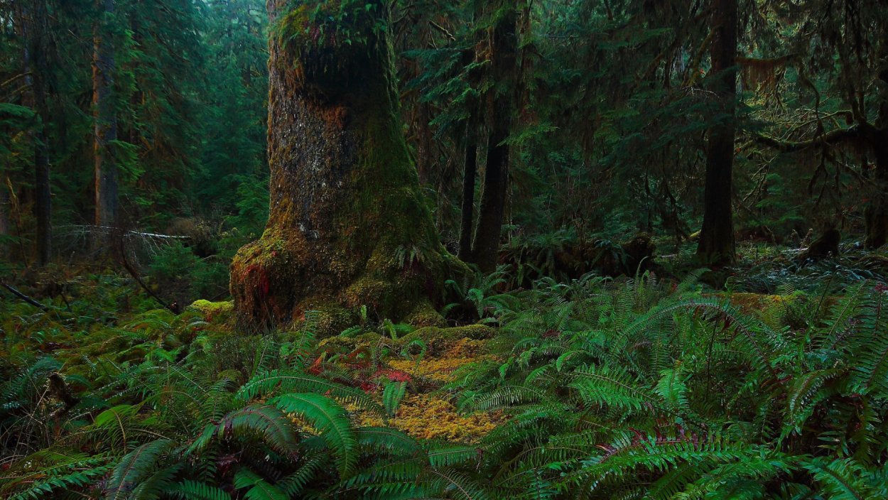 Щитовник Лесной мох