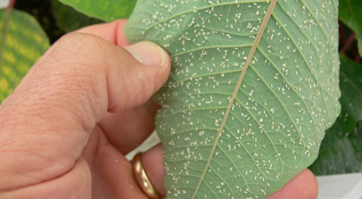 Замиокулькас трипсы