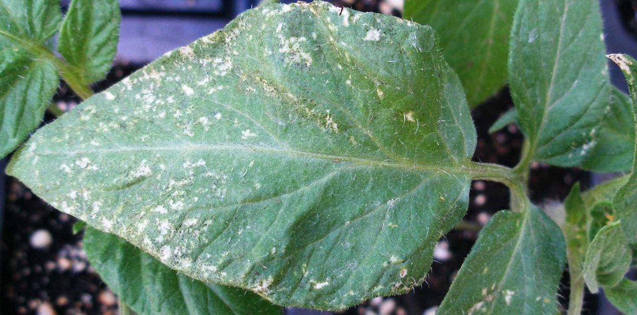 ОИДИУМА И милдью