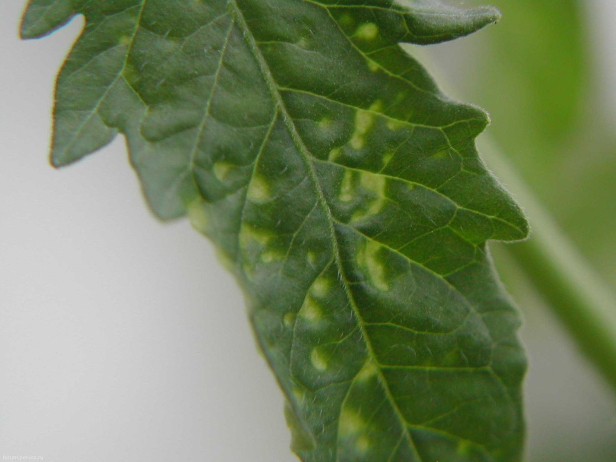 Оэдема листьев перцев