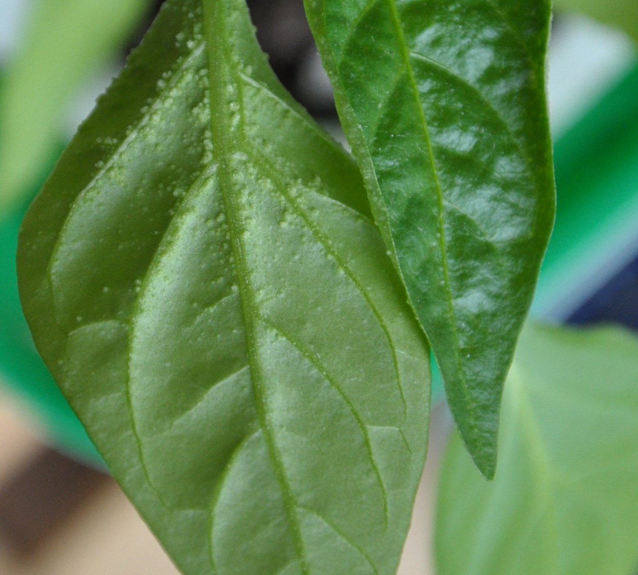 Эдема (оэдема) на томатах: