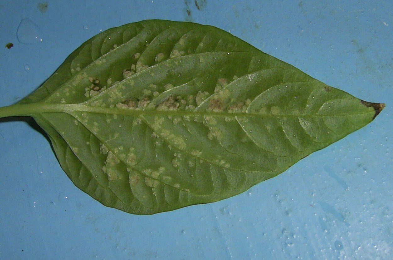 Оэдема рассады перцы