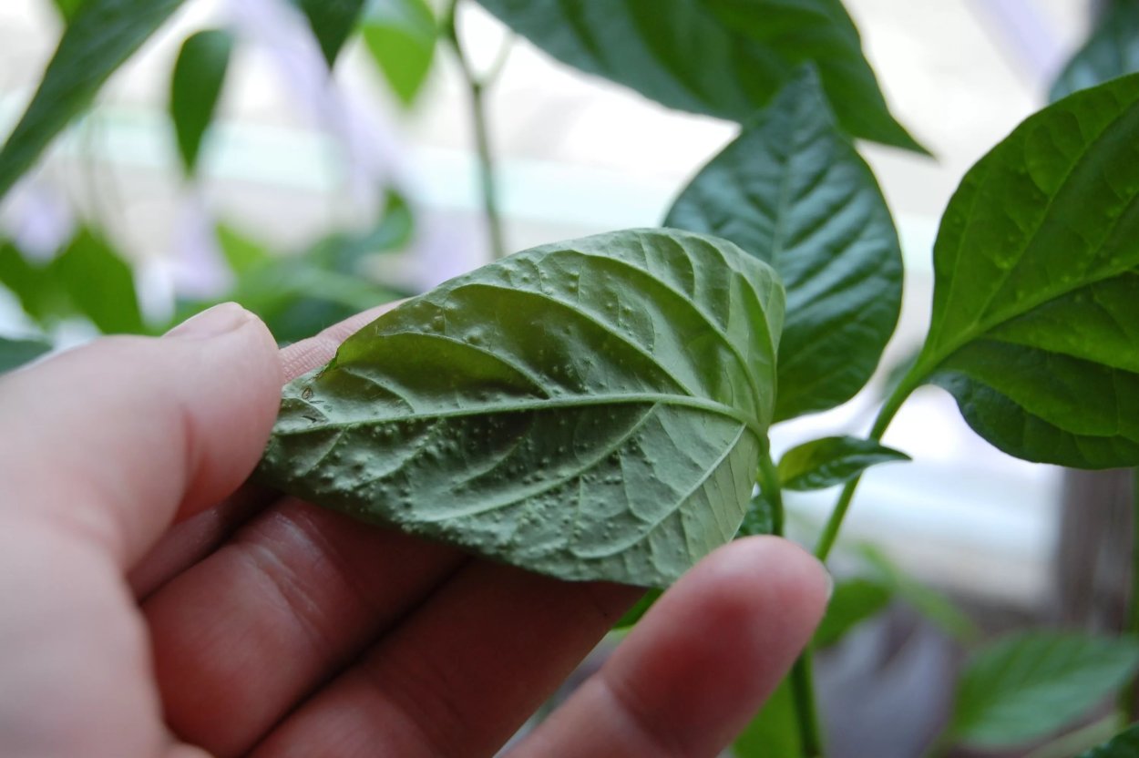 Вредители перца сладкого