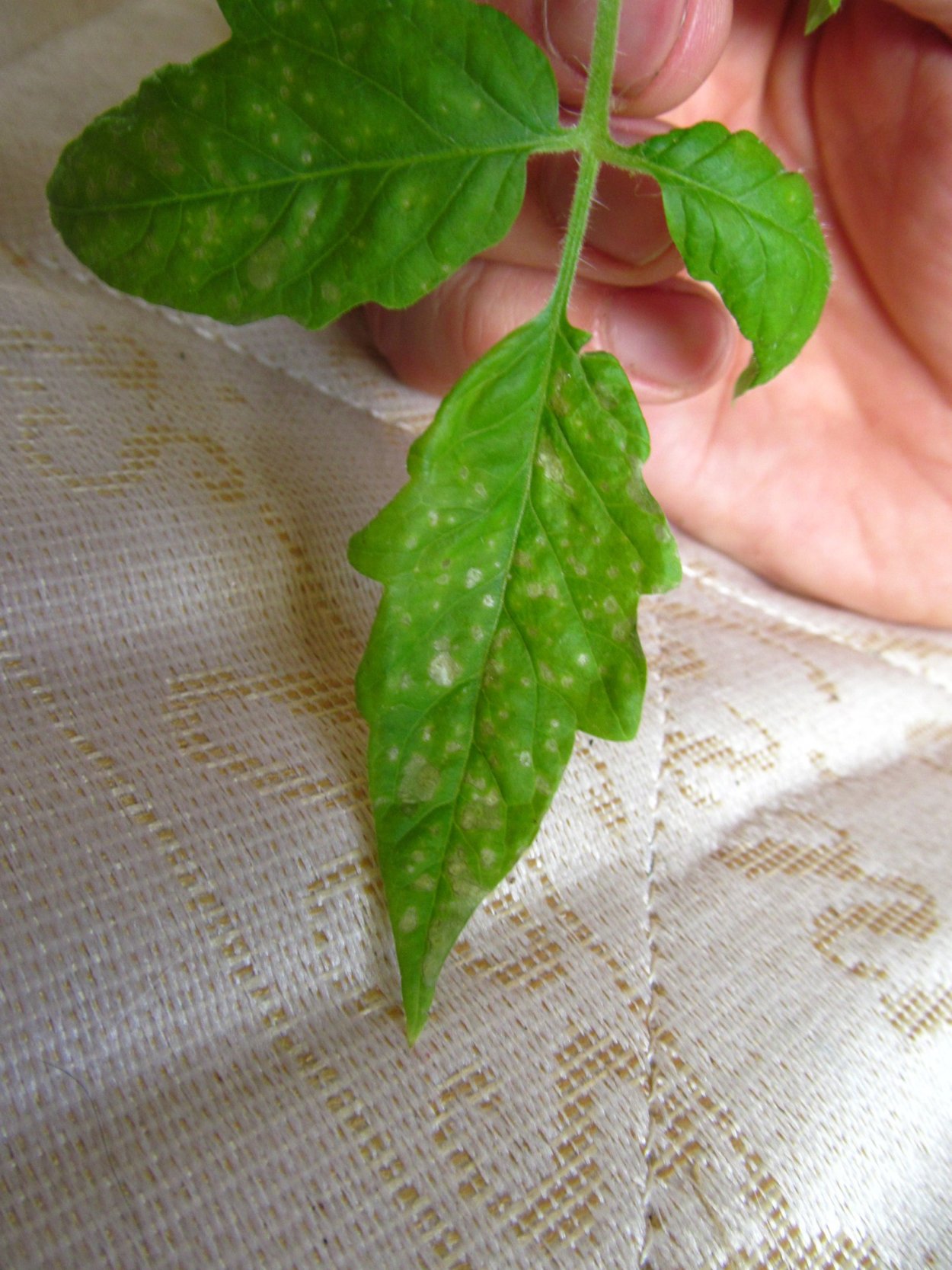 Лист темно зеленого цвета