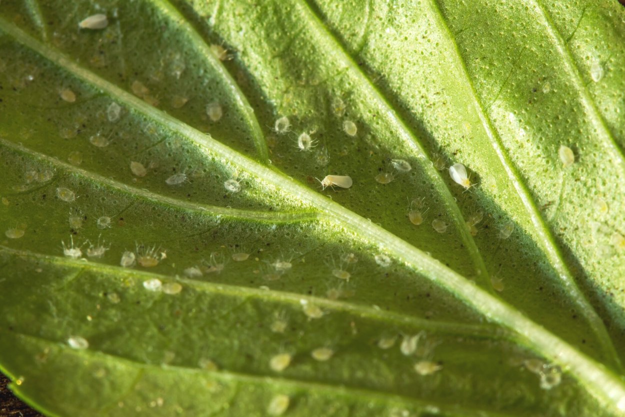 Бактериальная пятнистость перца