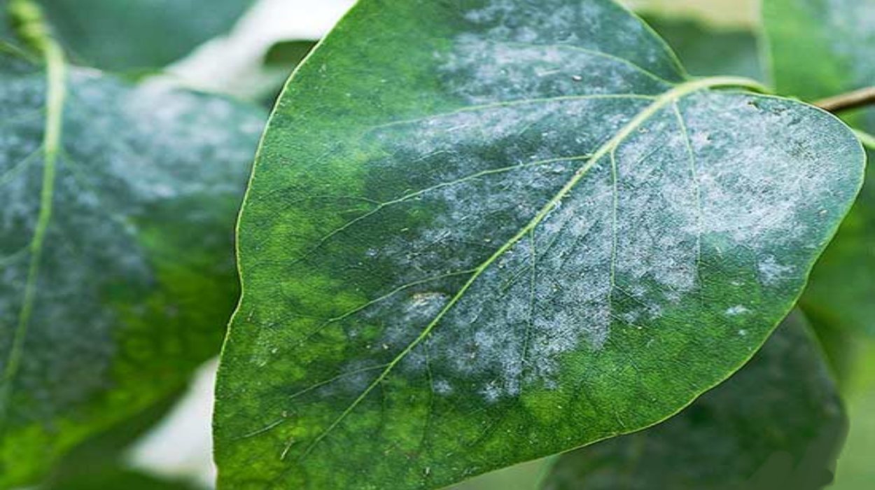 Галловый клещ на яблоне