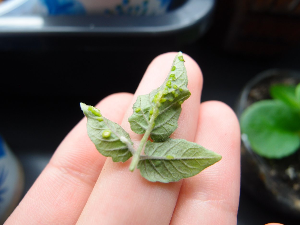 Оэдема листьев