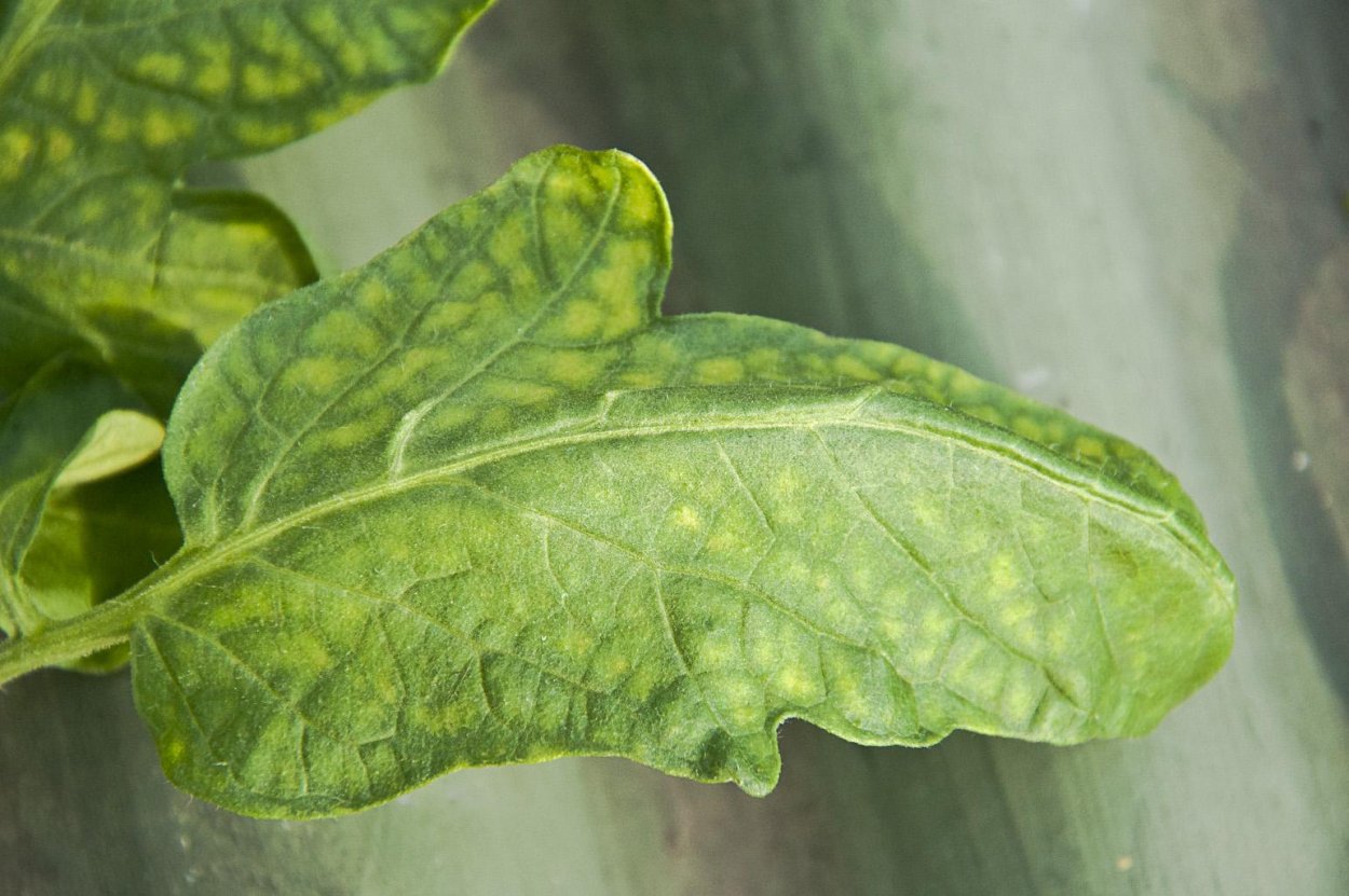 Листики щавель на белом фоне