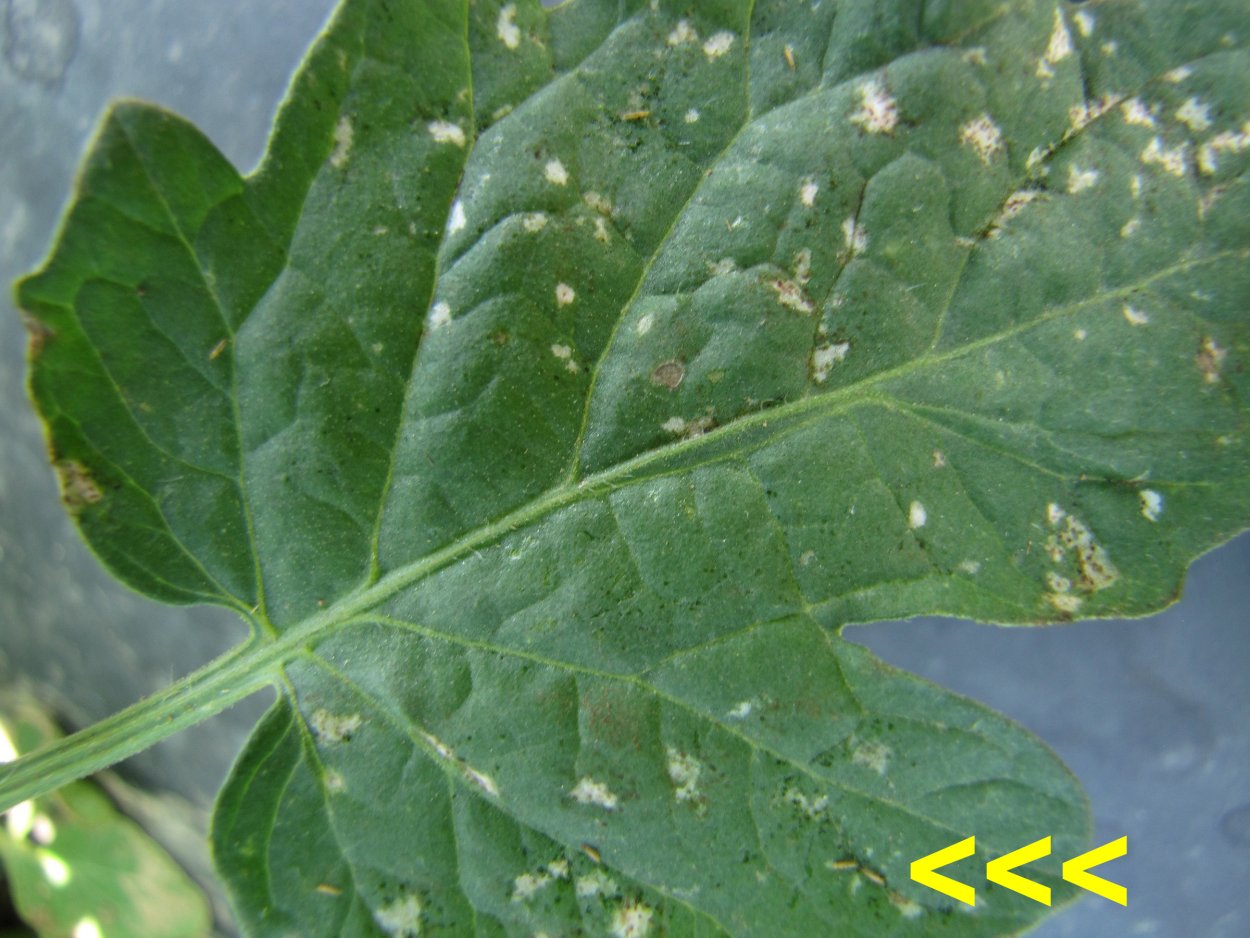 Войлочный клещ — виноградный зудень