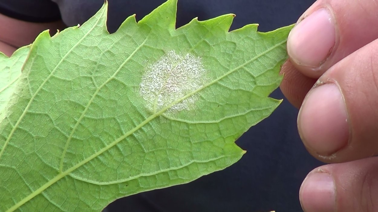 Эдема (оэдема) на томатах: