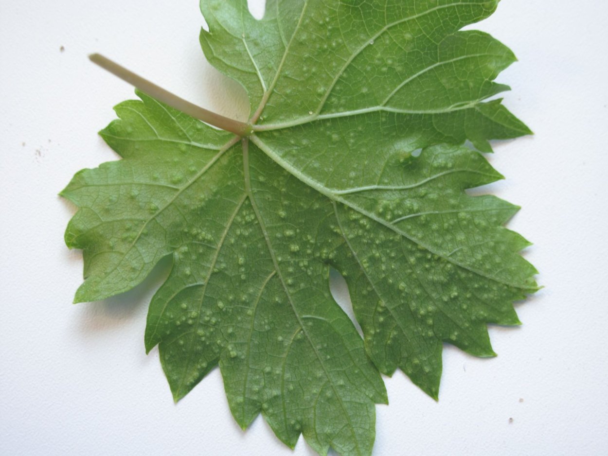 Эдема (оэдема) на томатах: