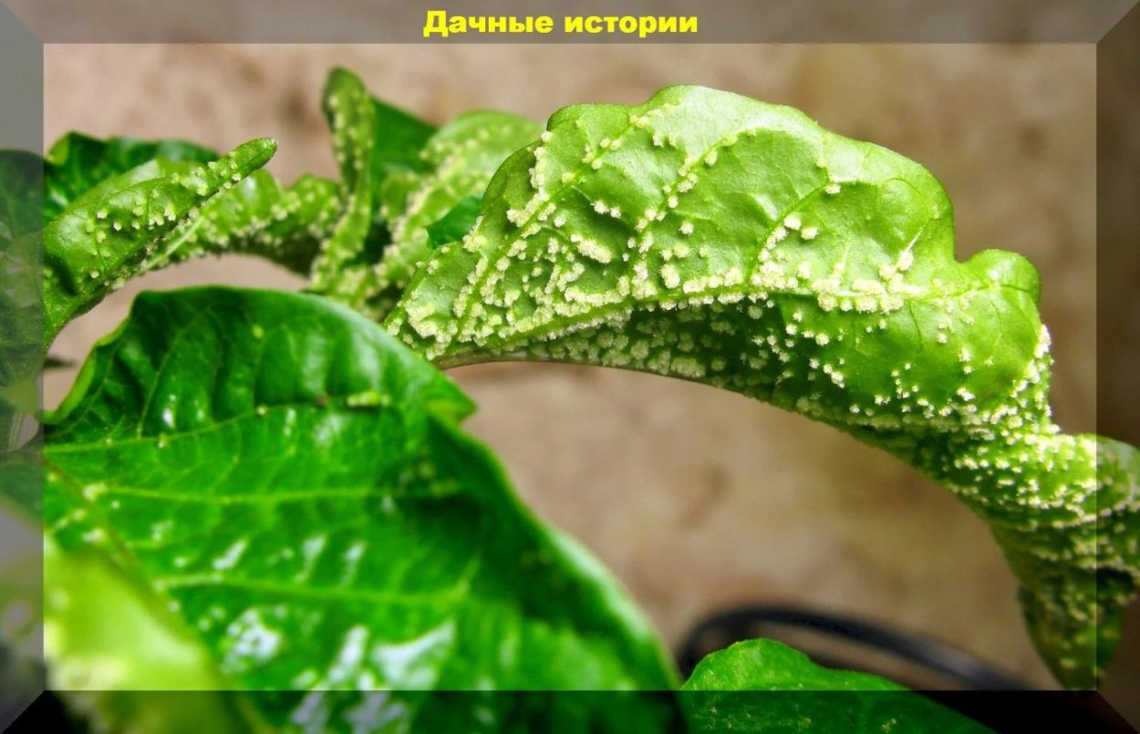 Оэдема у рассады перцев