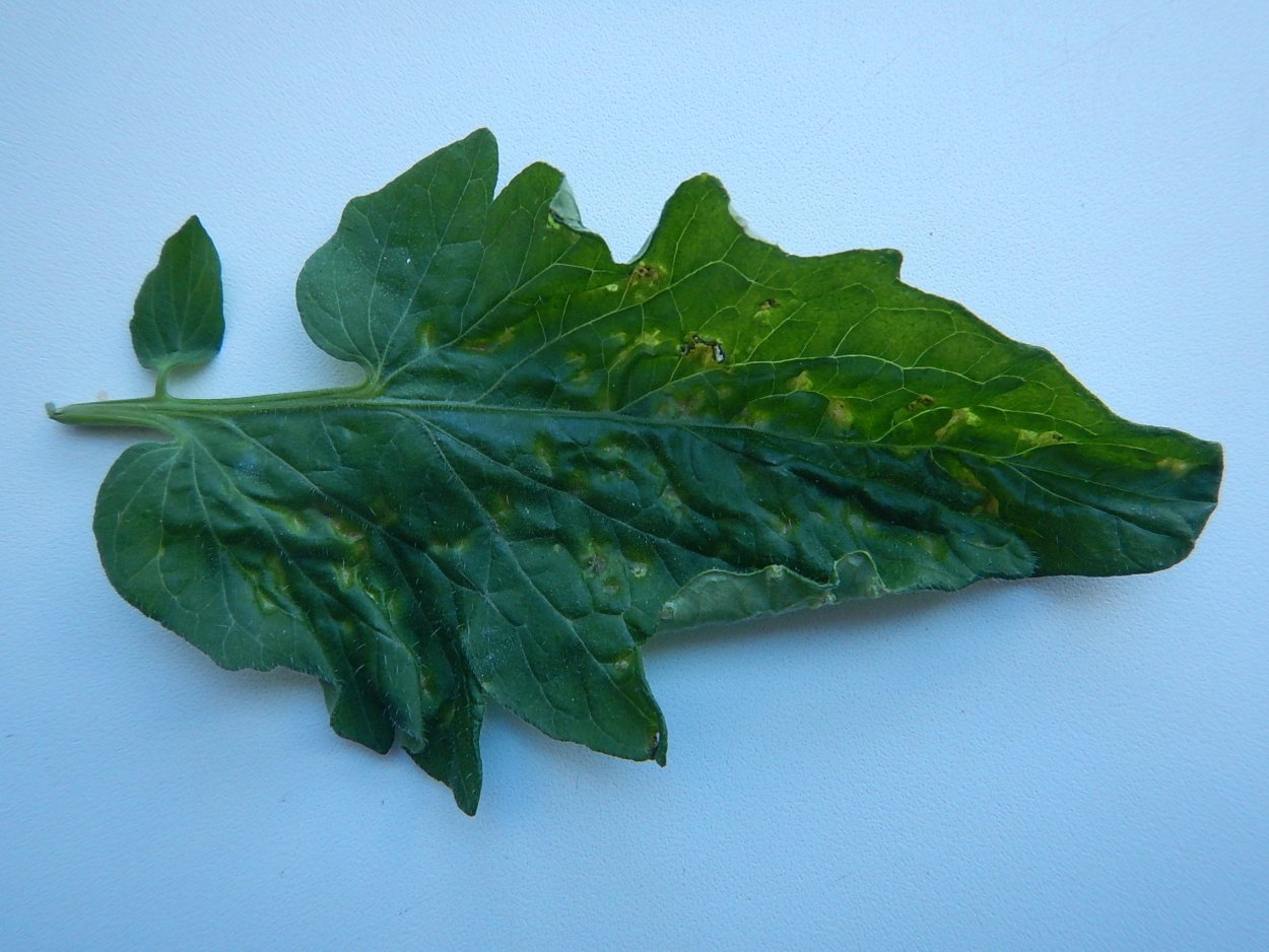 Пероноспороз рассады томатов