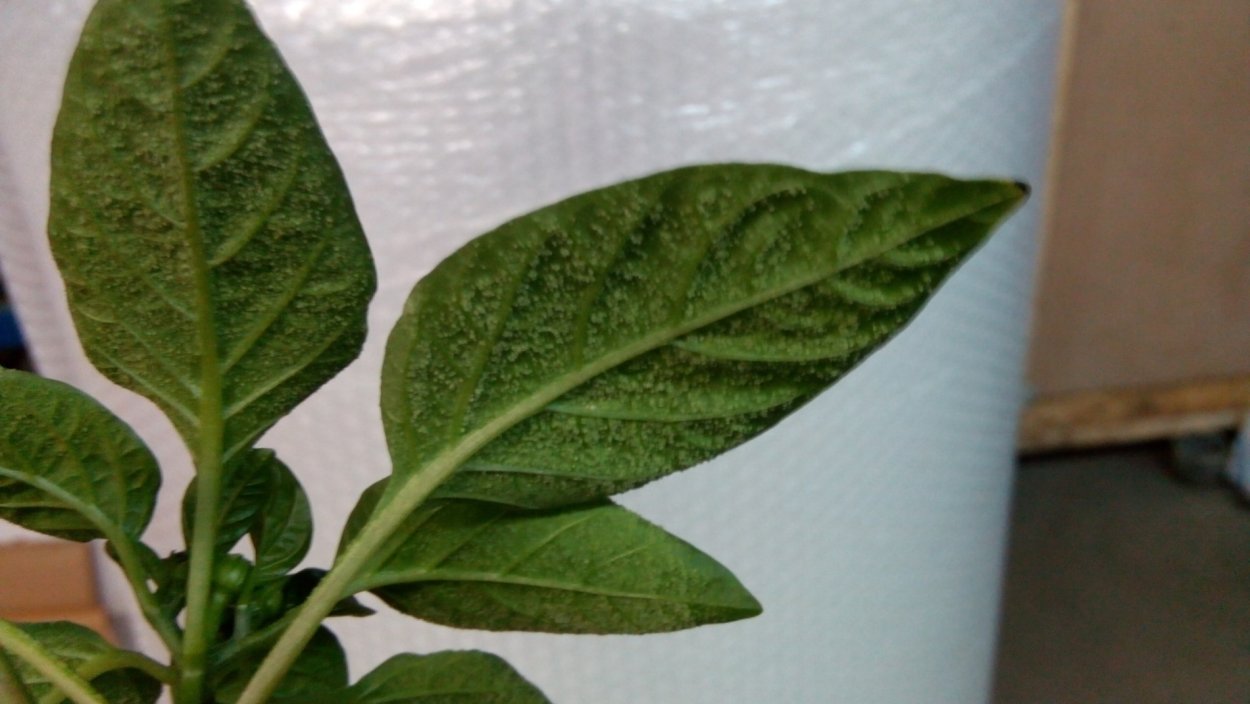 Белая пятнистость рассады перца