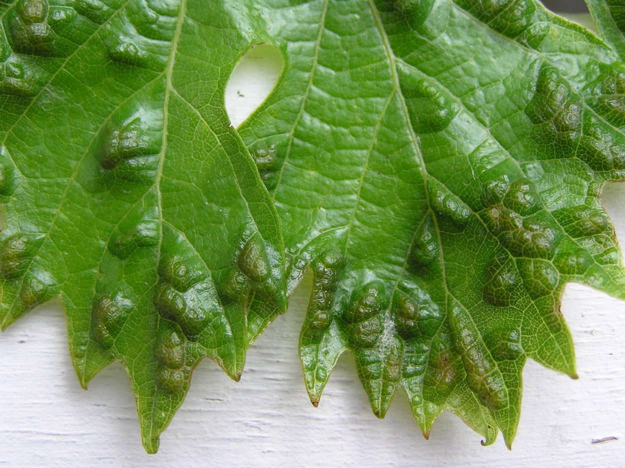 Листики Эстетика