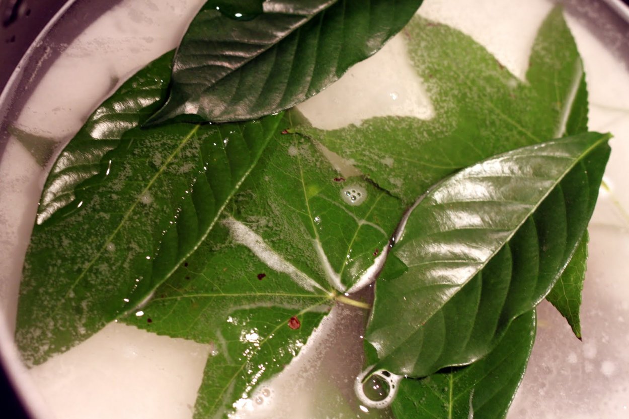 Кладоспориоз огурца