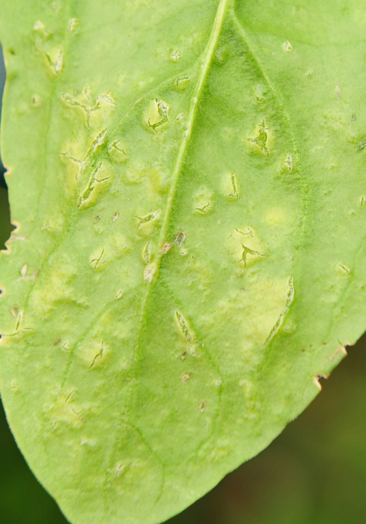 Прозрачные пятна на рассаде