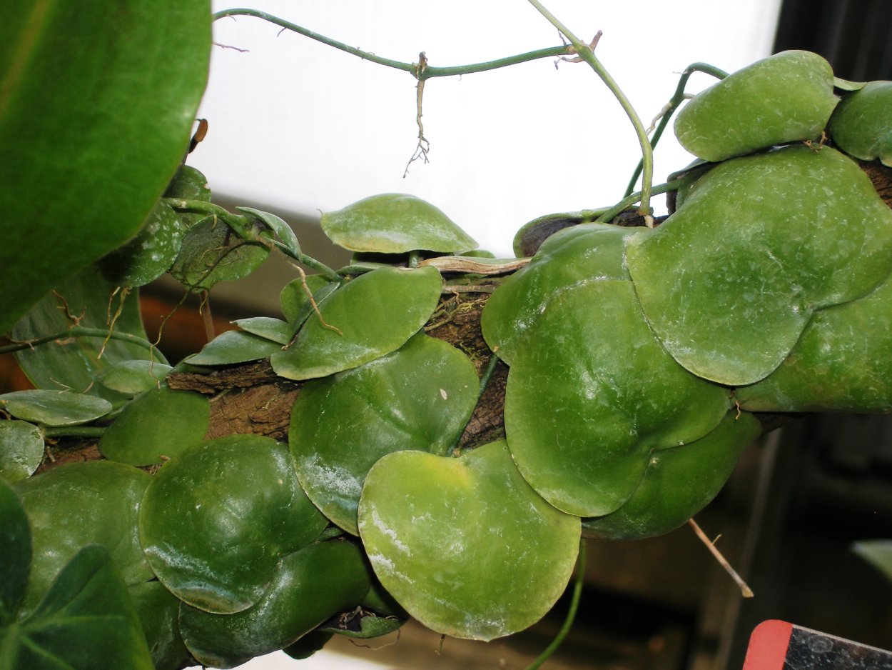 Дисхидия Овата цветение