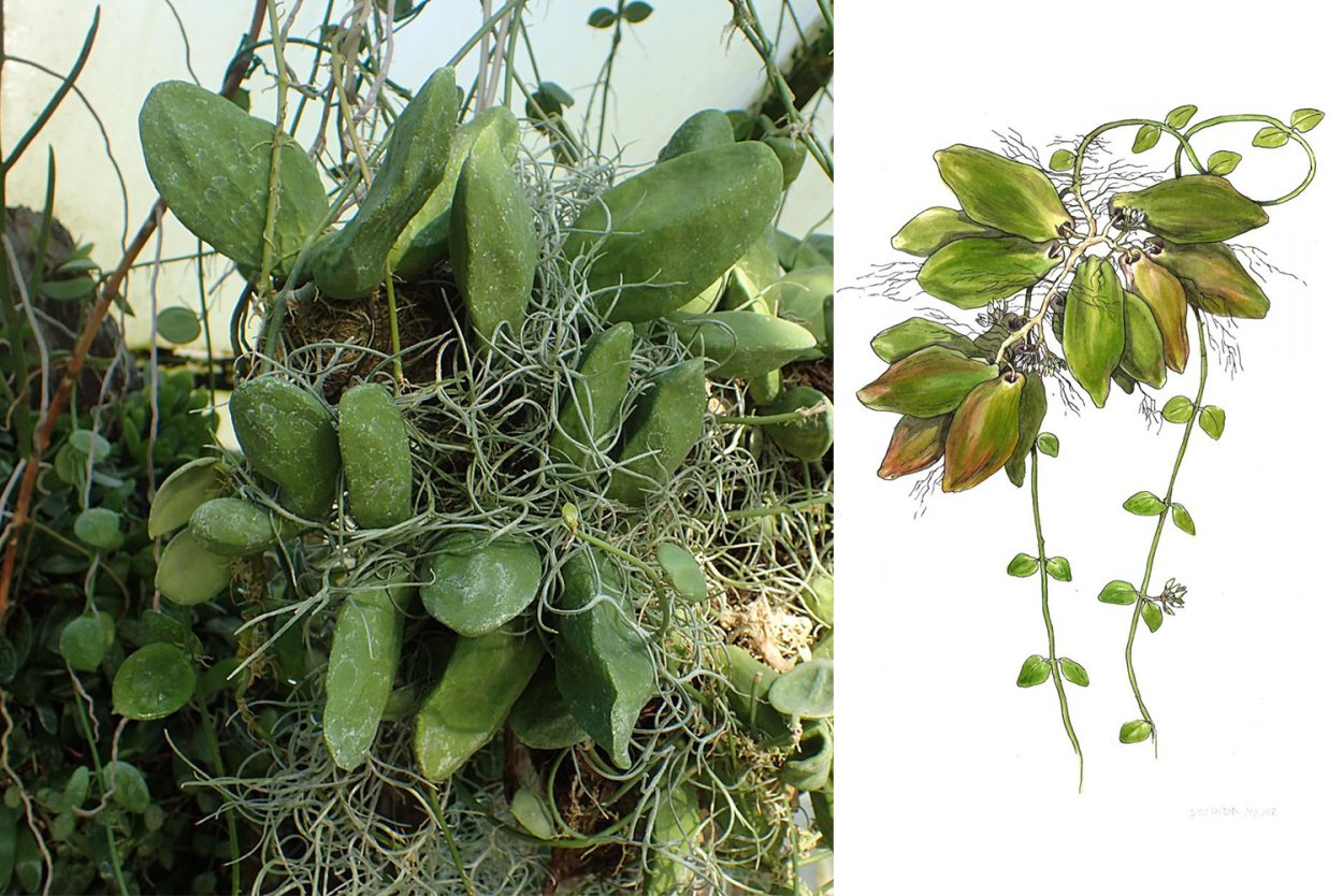 Хойя heuschkeliana Pink