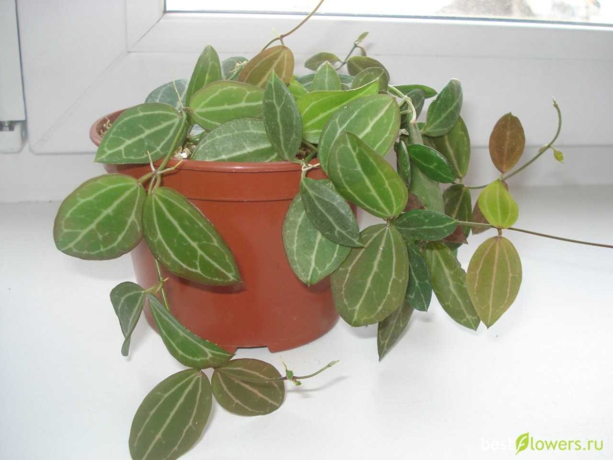 Дисхидия Овата (Dischidia ovata),