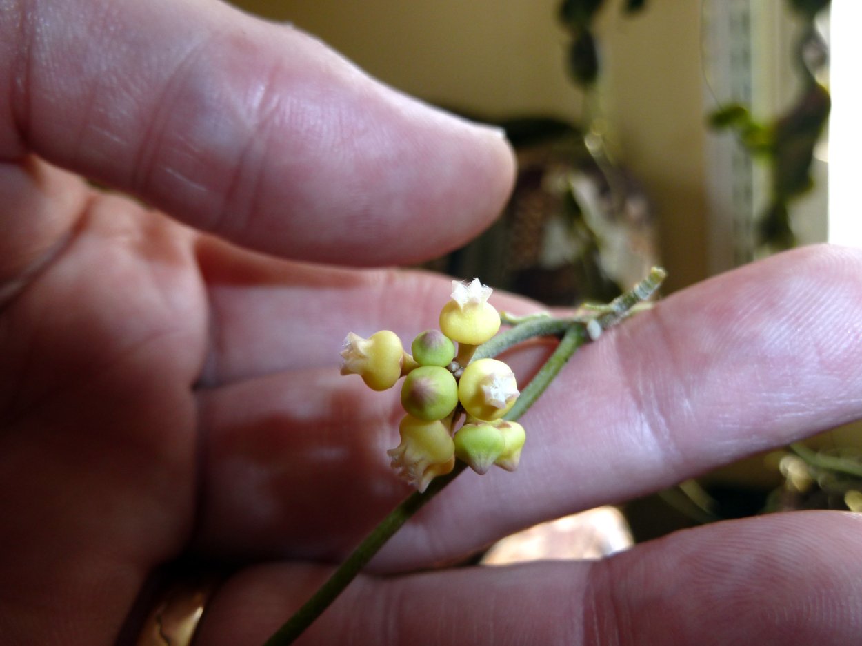 Дисхидис цветок для ДОУ