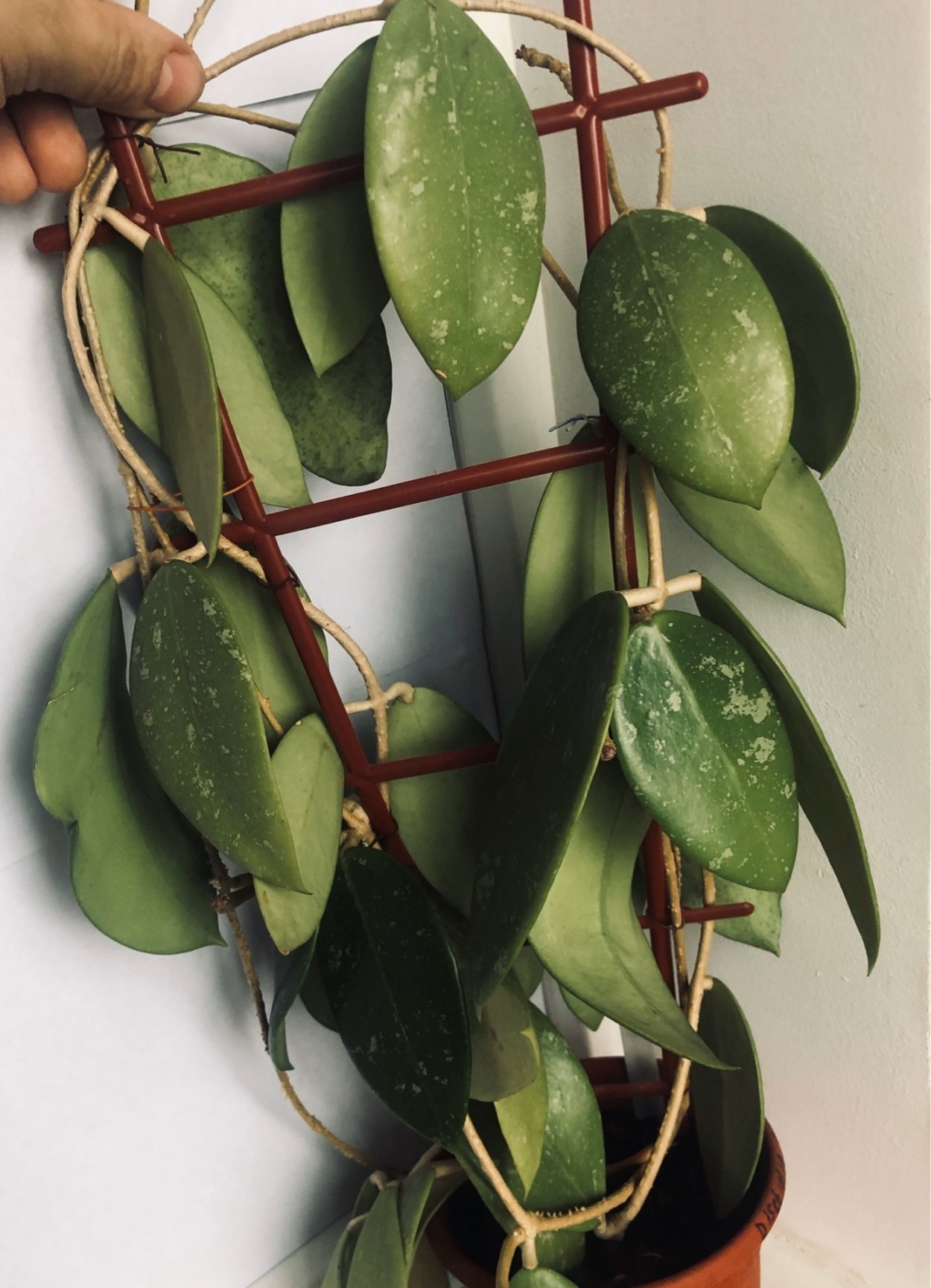 Хойя дисхидия Овата