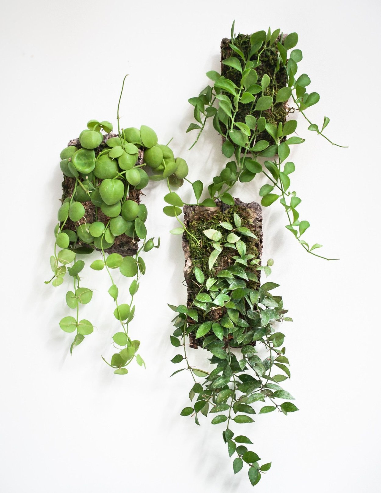 Дисхидия Овата