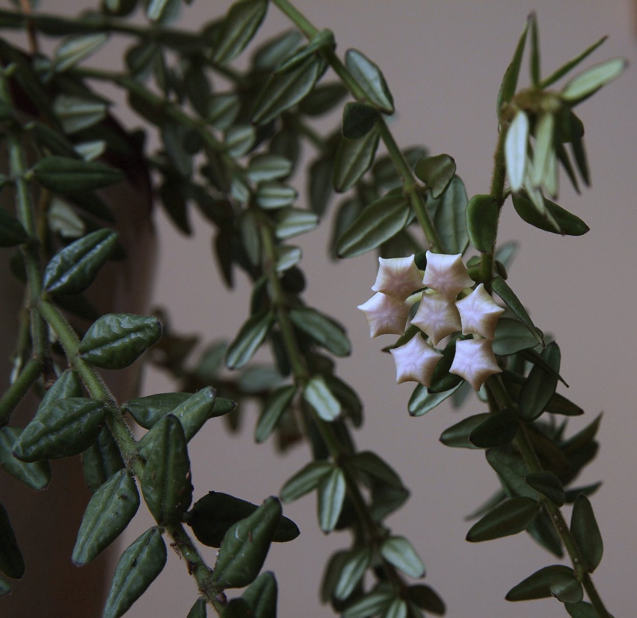 Дисхидия Овата цветок