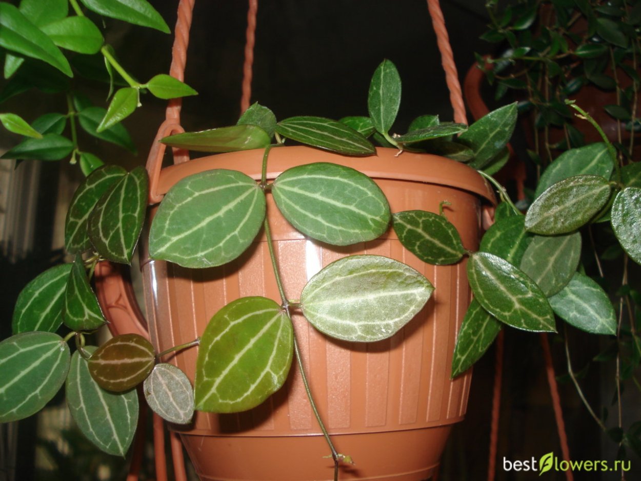 Хойя Dischidia ovata