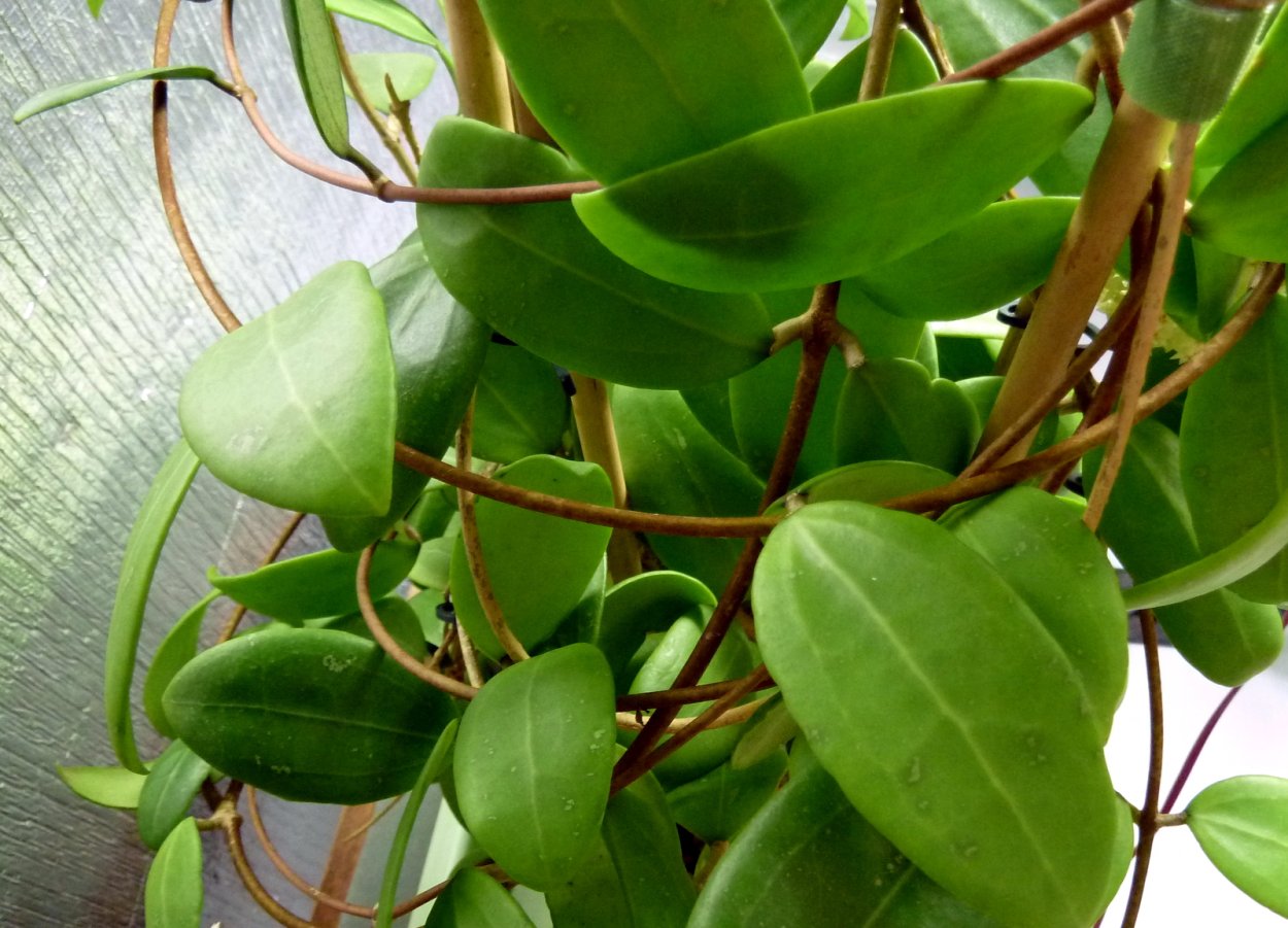 Хойя карноса подвесная