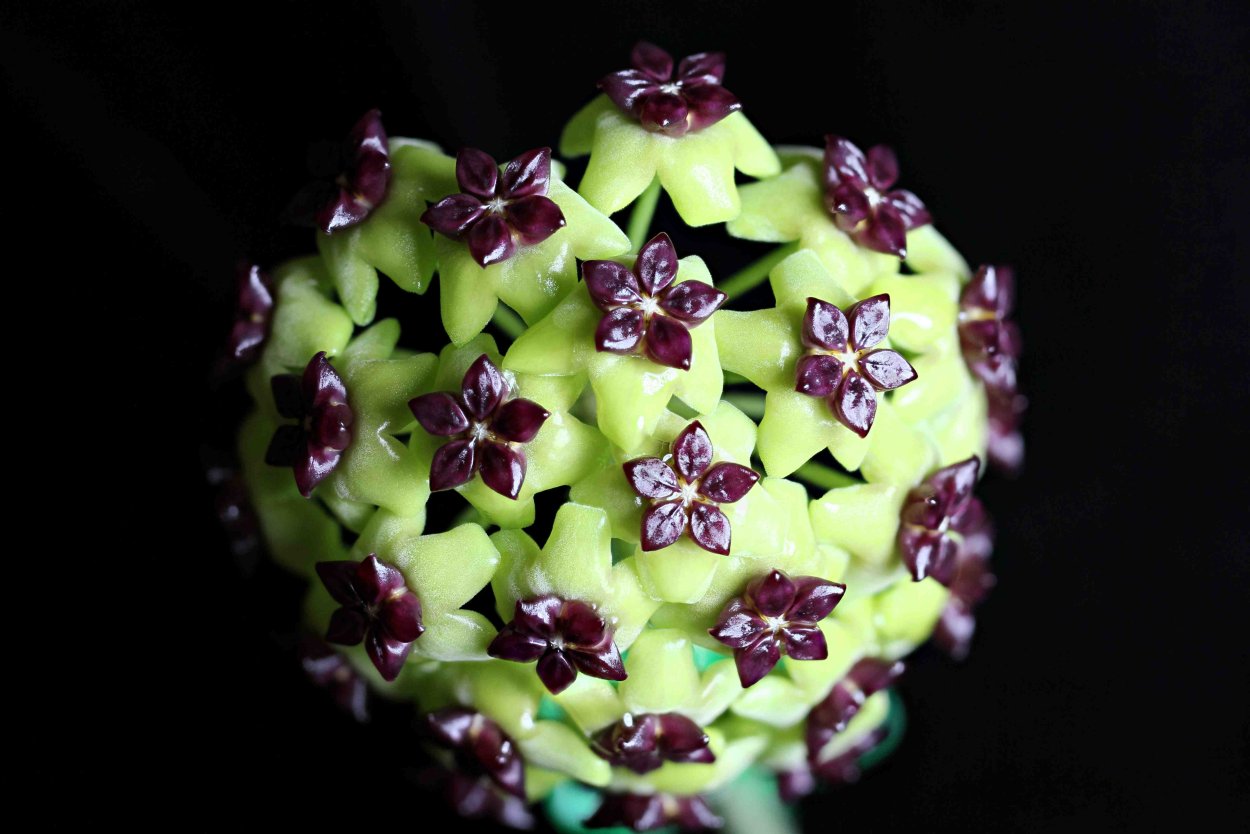 Хойя дисхидия