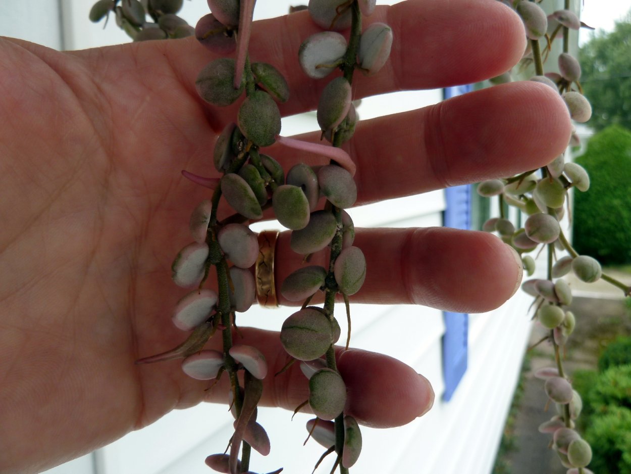 Дисхидия эпл лиф