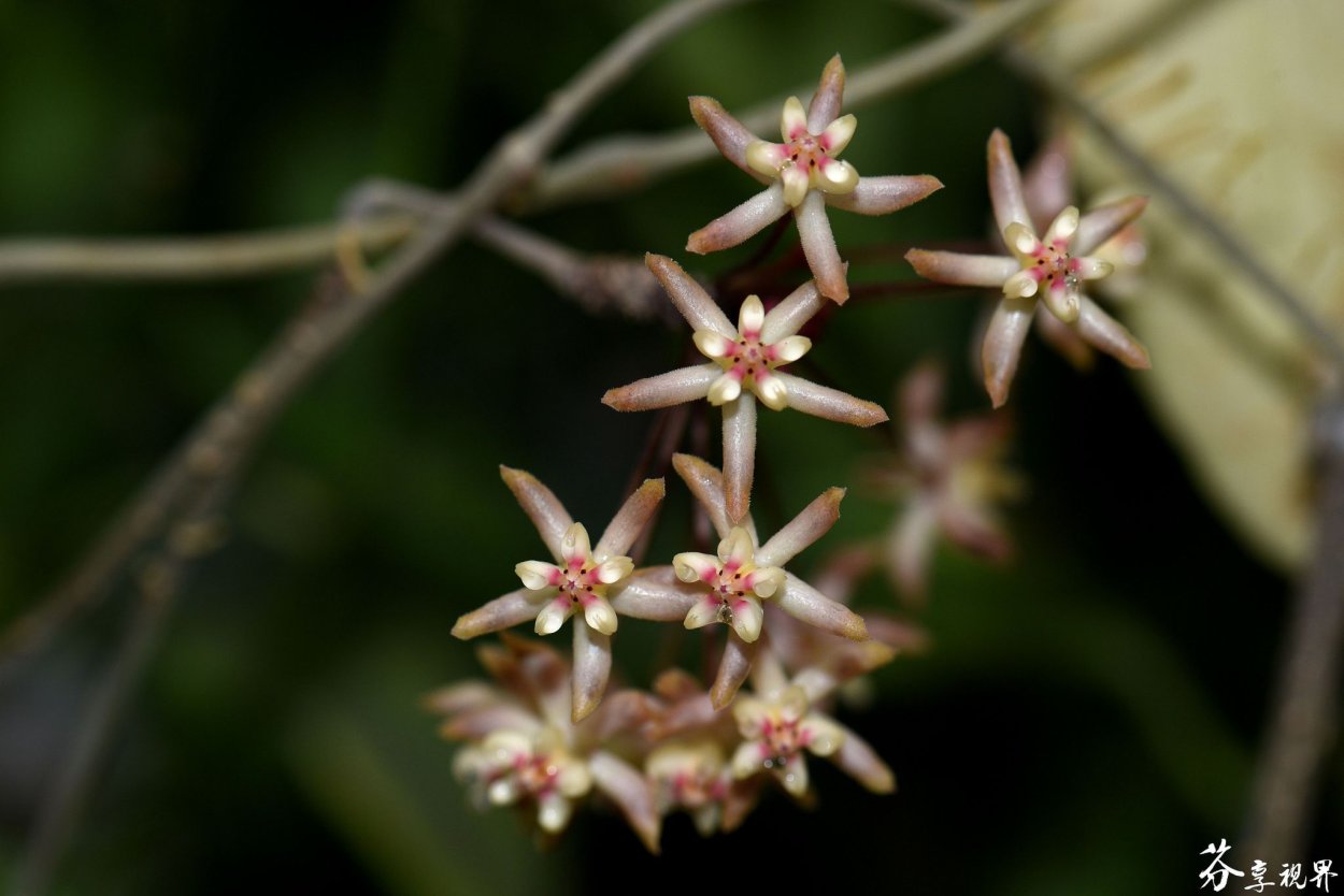 Хойя Хойшкелиана