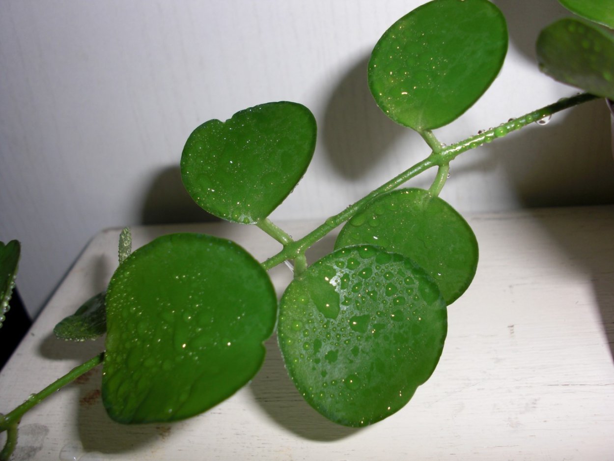 Хойя Карноза компакта