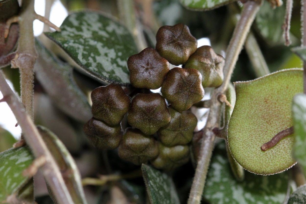 Хойя дисхидия