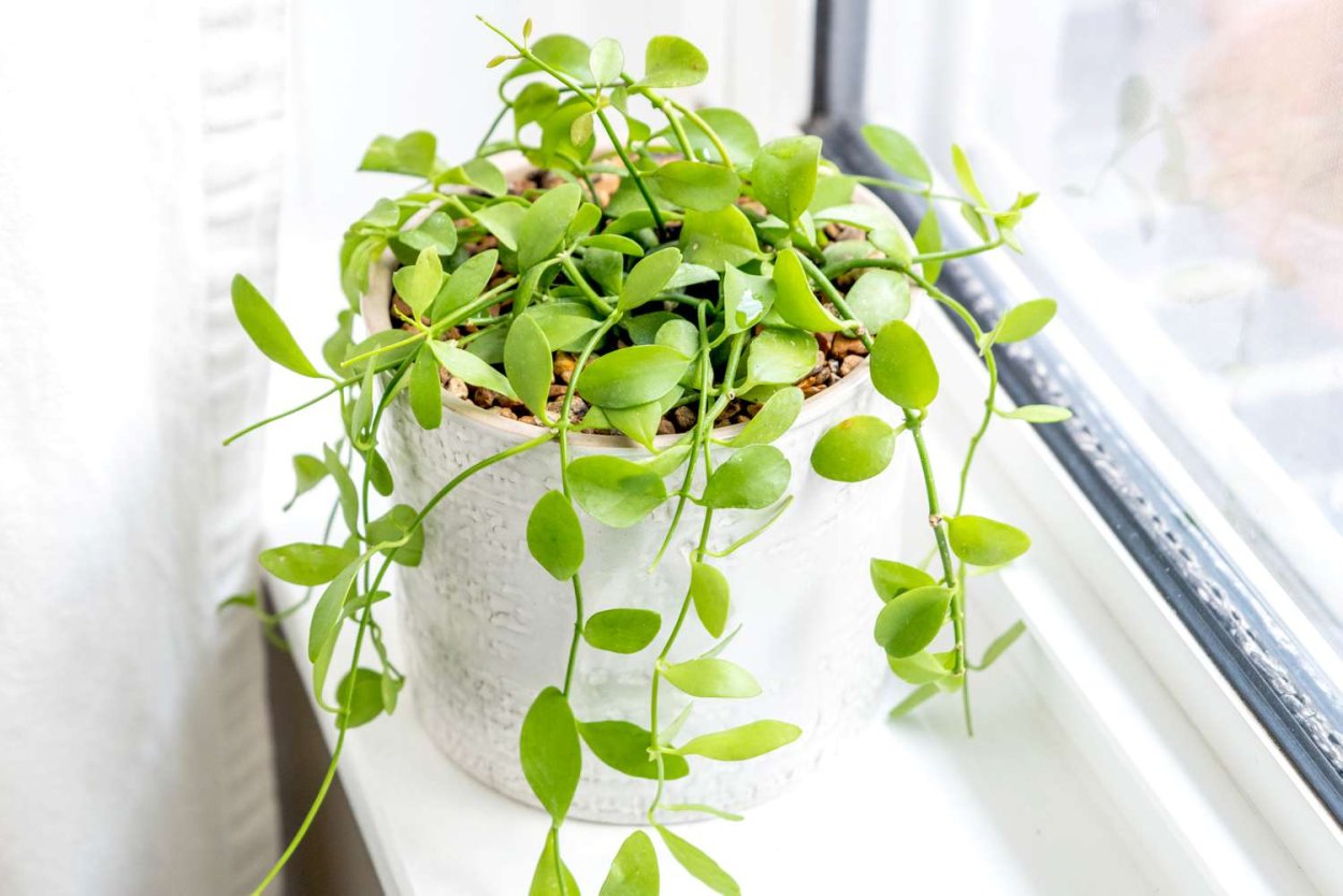 Цветок мох висячий