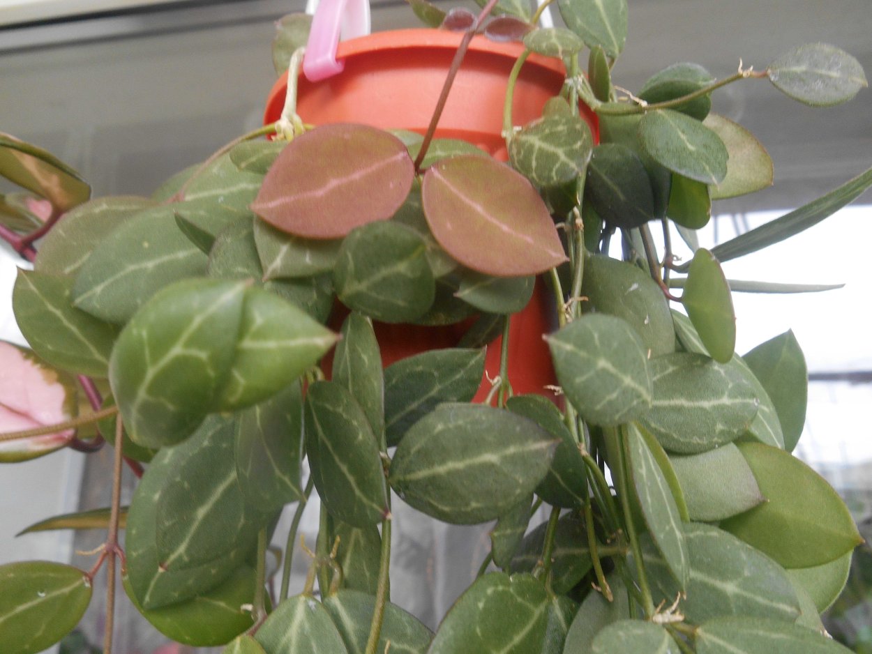 Хойя валичи