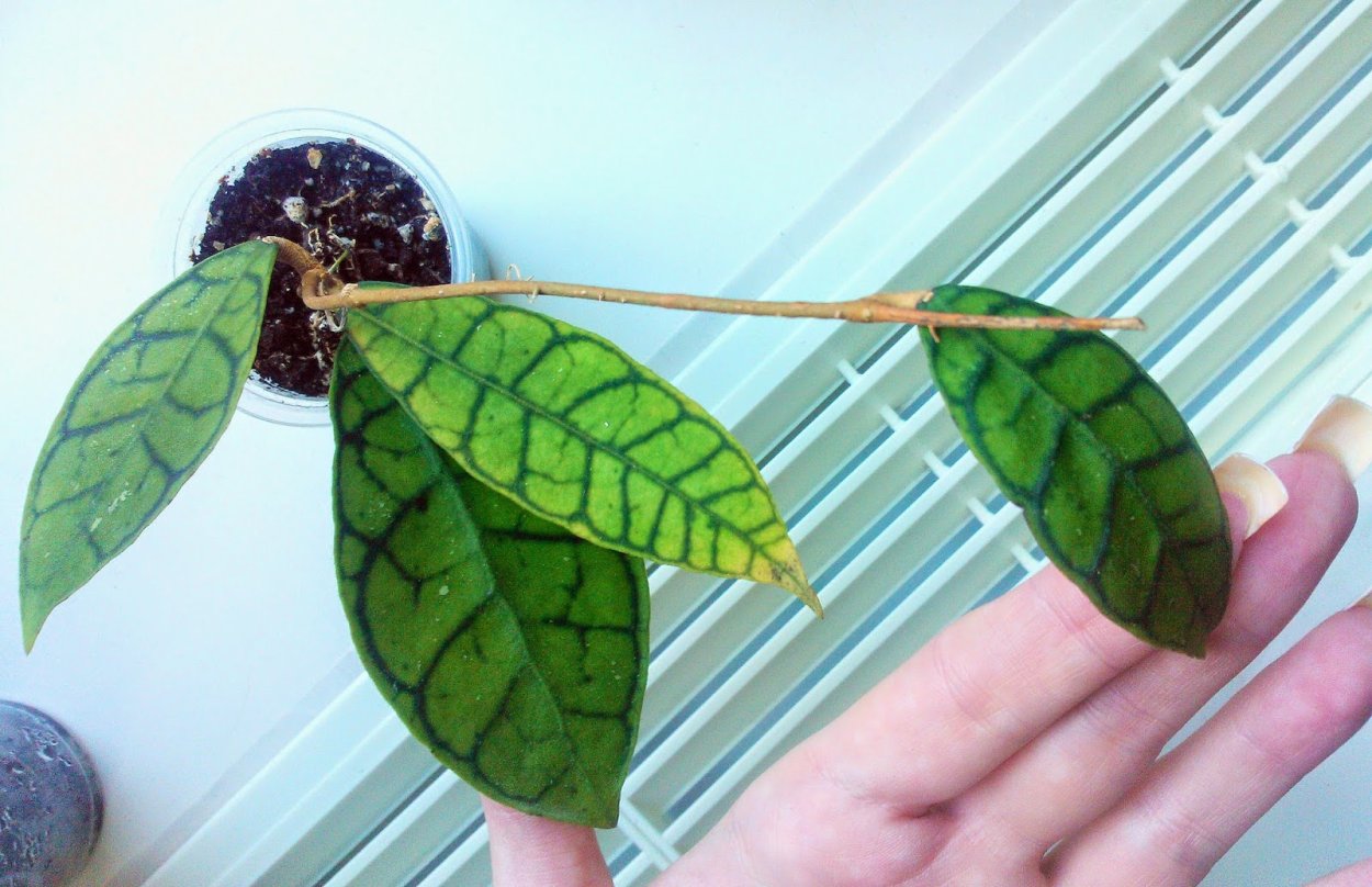 Хойя дисхидия Иоланта