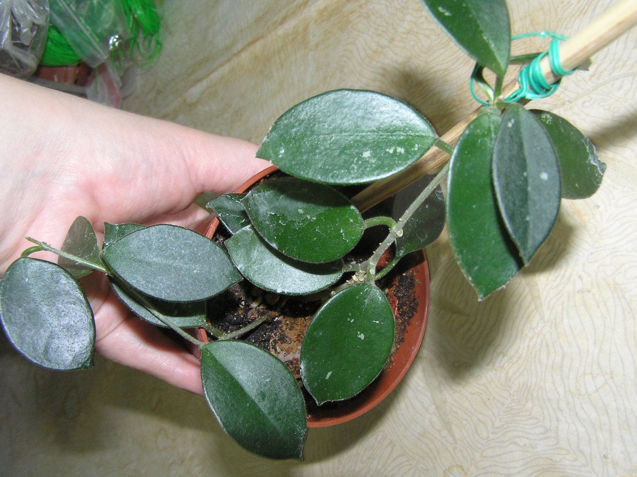 Хойя Блэк эйдж