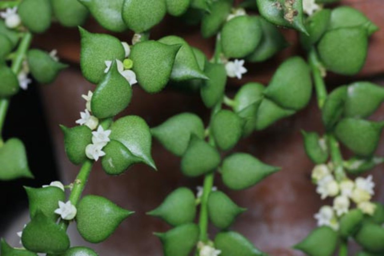 Хойя platycaulis Yellow