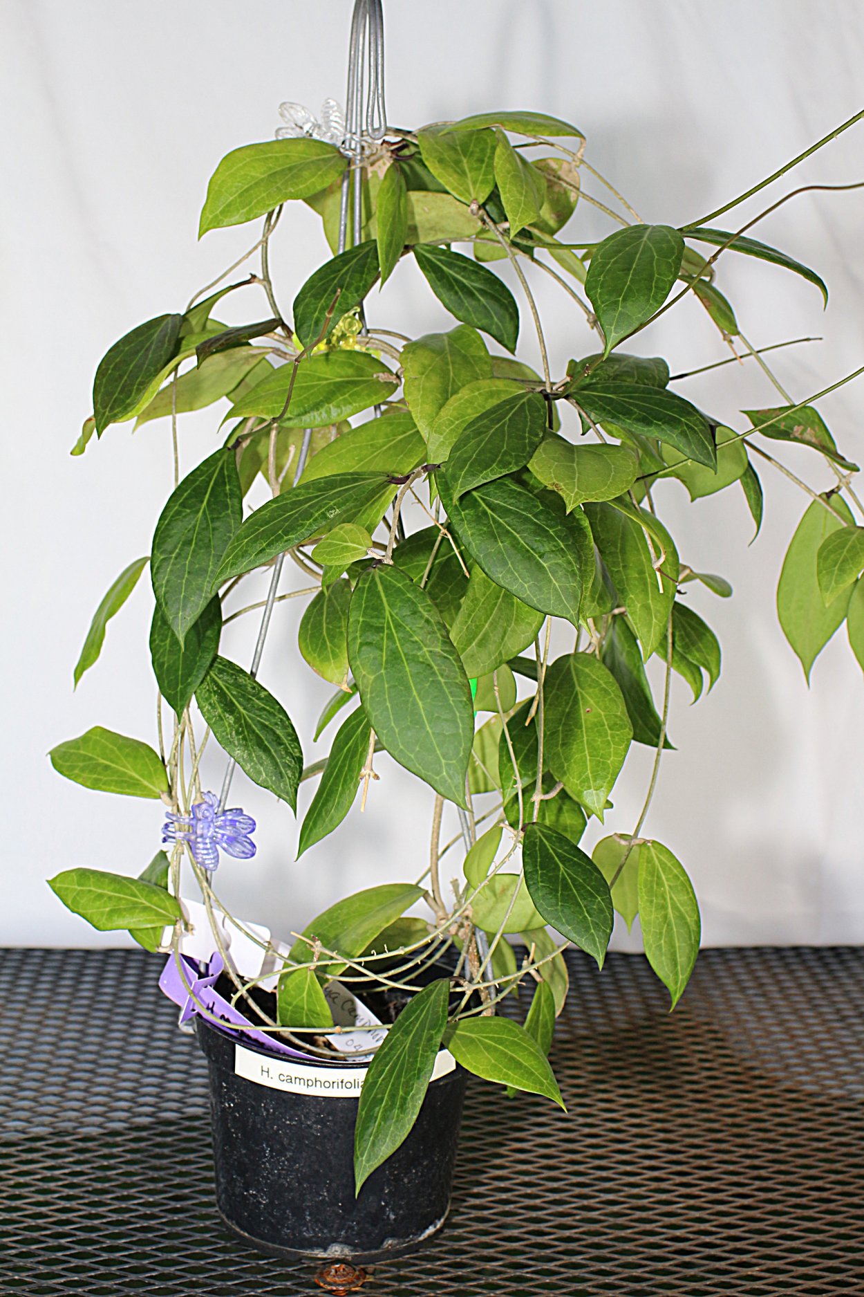 Хойя компакта Джоди Сильвер