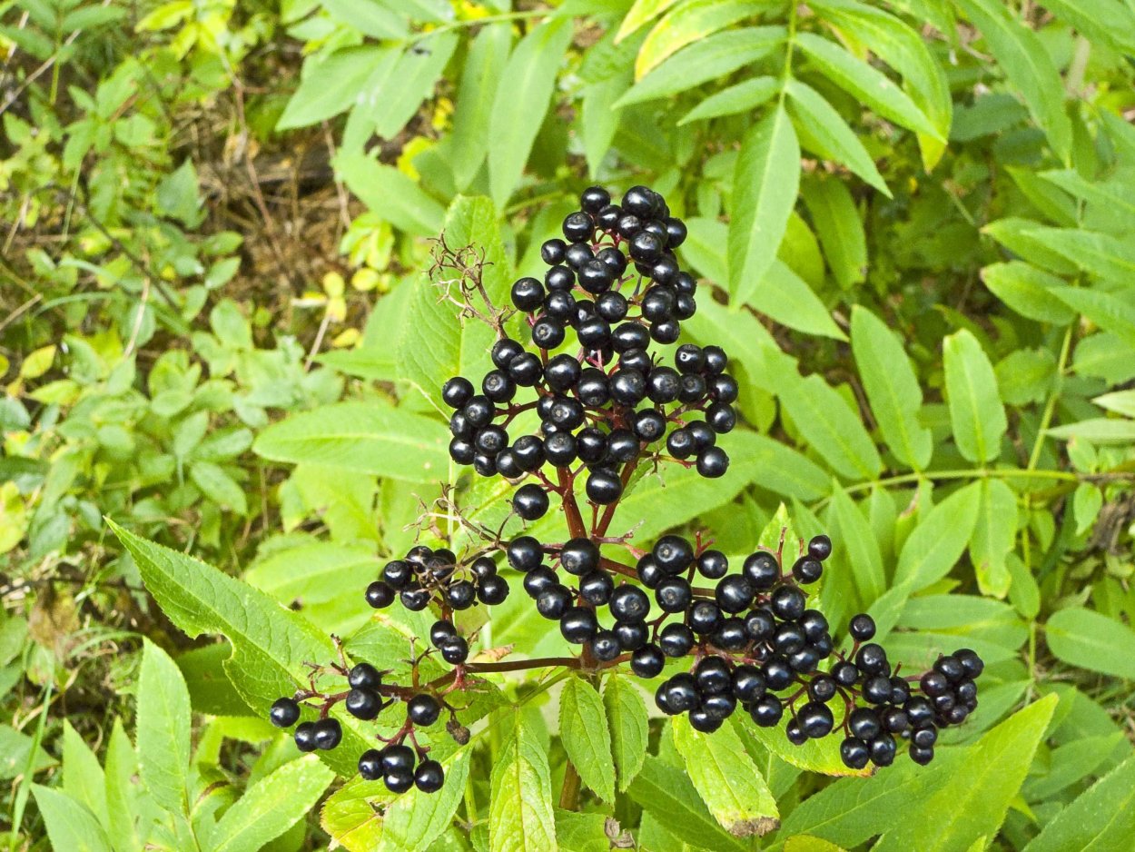 Бузина травянистая Sambucus ebulus l.