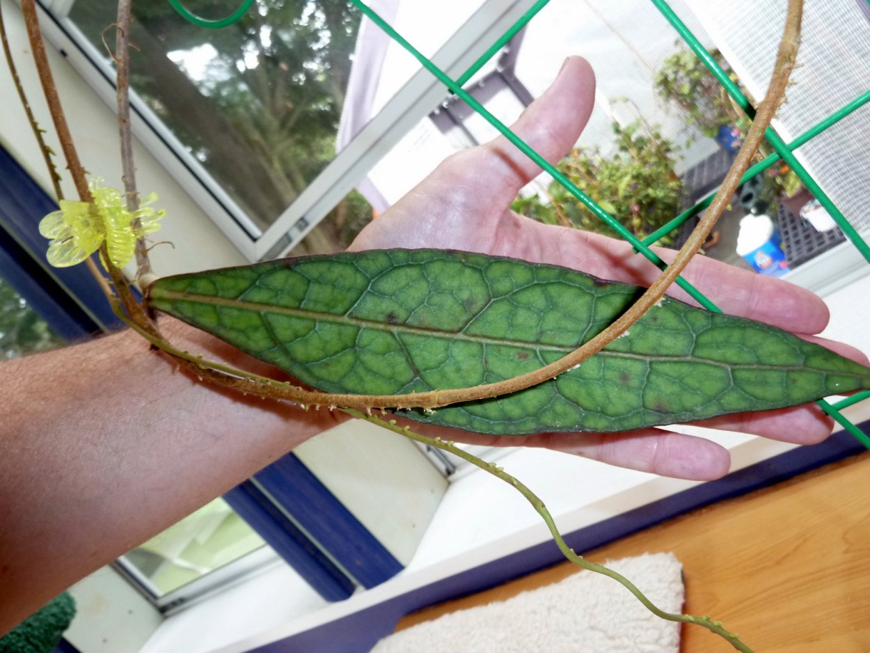 Хойя Kalimantan SML-02