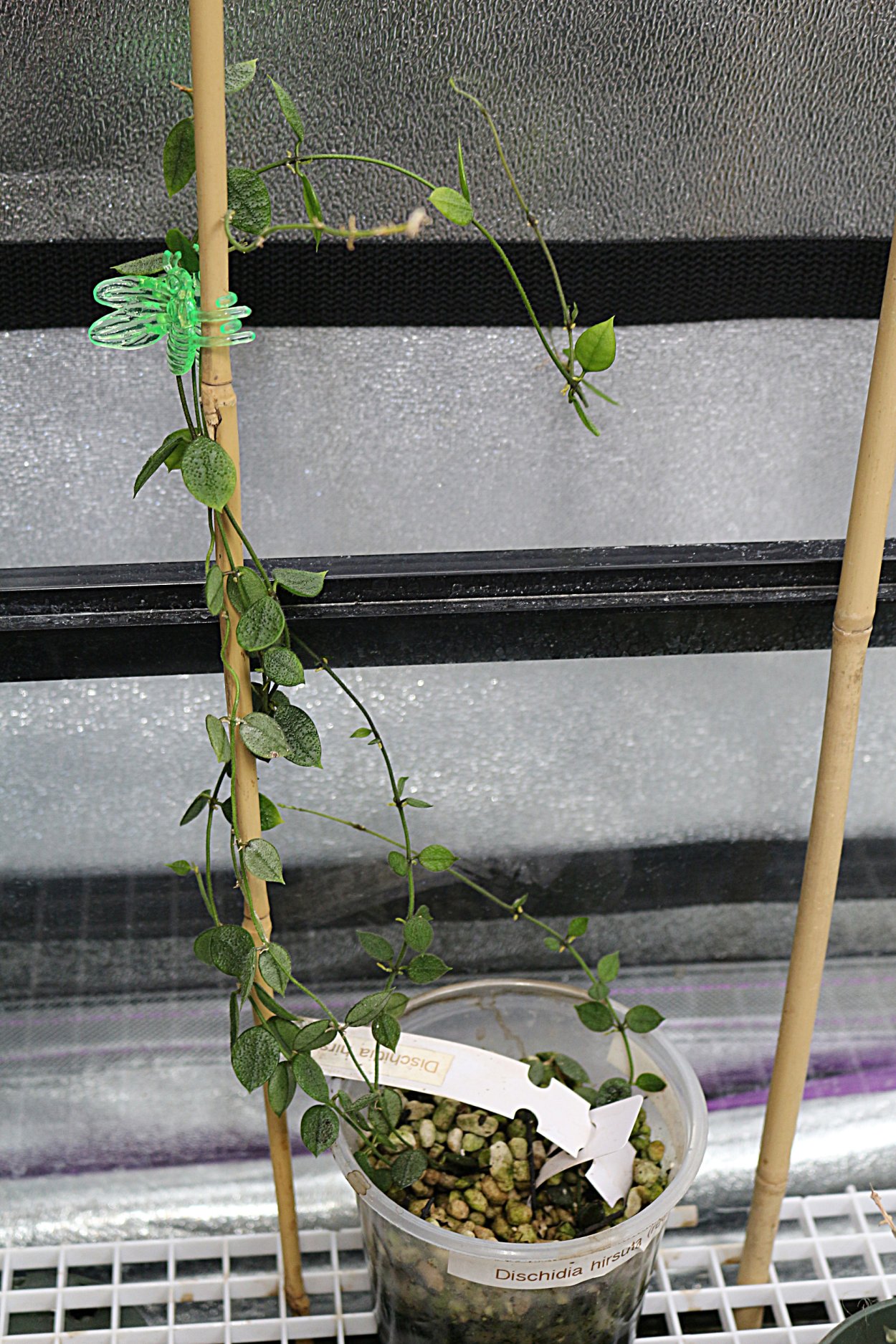 Hoya curtisii/Хойя куртиси